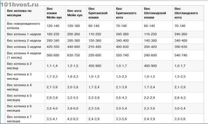 Вес котенка по месяцам: таблица (средние показатели и значения для популярных пород), нормы прибавки, правила взвешивания питомца
