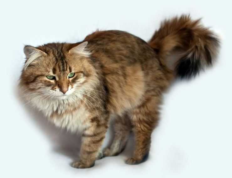Сибирская кошка (фото): ласковый пушистик с королевским характером