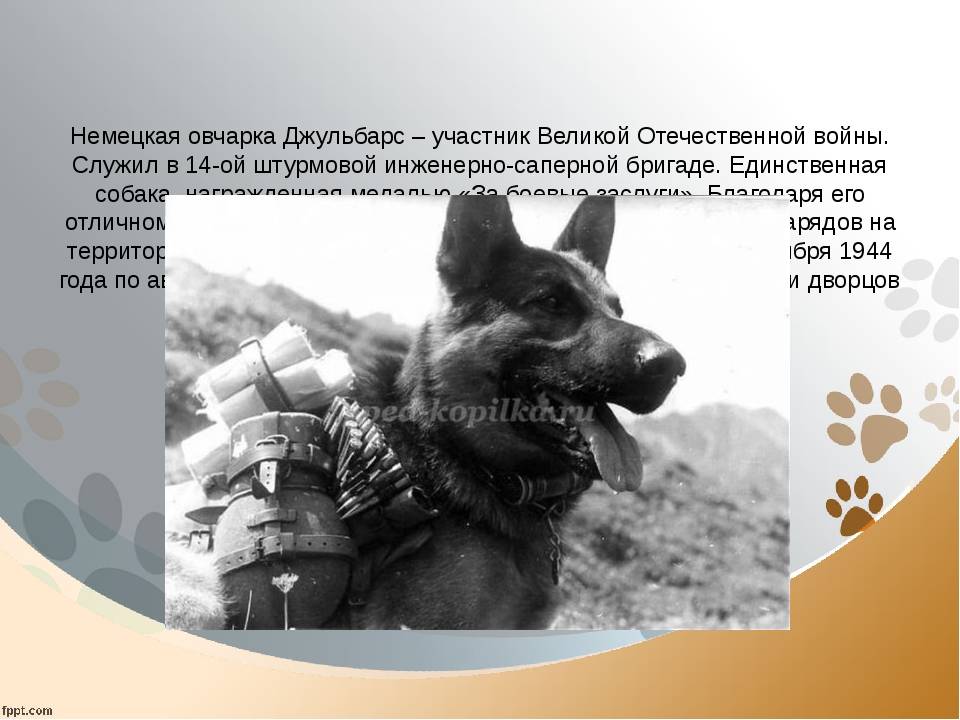 Как собаки помогали солдатам во время войны: обезвреженные снаряды, спасённые жизни и другие подвиги