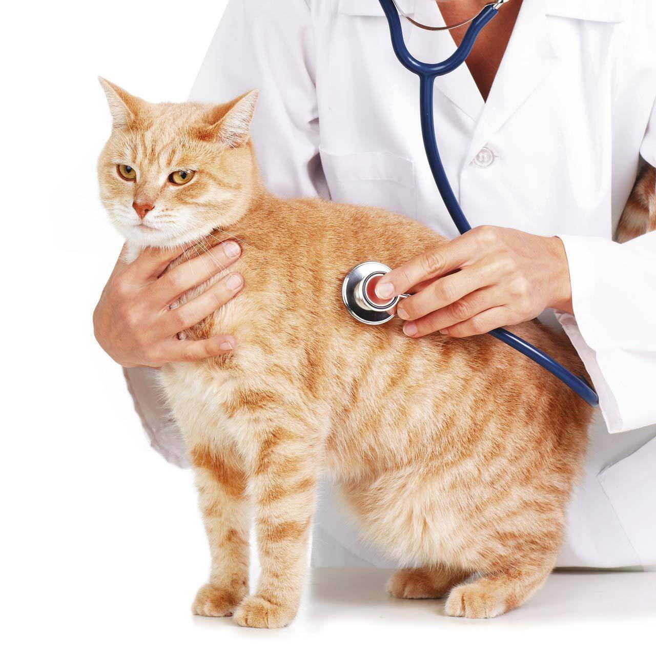 Обследование кошек. Кот врач. Ветеринар с кошкой. Кошка в ветеринарной клинике. Кошка доктор.