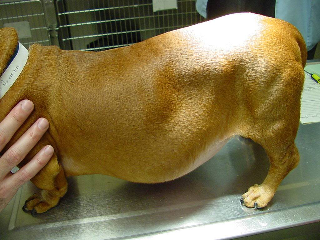 Цирроз у собак: причины появления, симптомы, прогноз, если разложилась печень, как лечить, что такое фиброз, кардоифиброз
