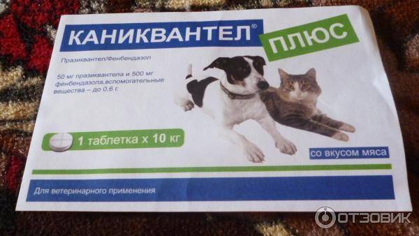 Особенности применения препарата и инструкция к "каниквантел плюс" для лечения паразитов у собак и кошек
