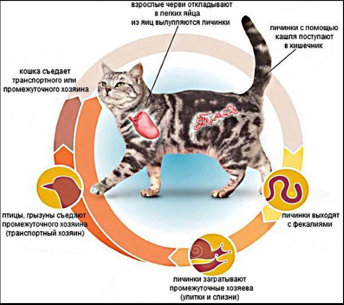 Средства от блох для котят от 3 месяцев: капли и другие препараты