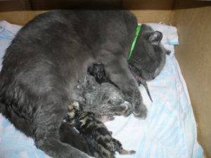 Кошка беременная первый раз. мяукающее потомство: когда кошка может забеременеть. беременность шотландских кошек
