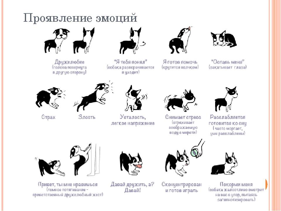 Две кошки в одном доме — ребята, давайте жить дружно