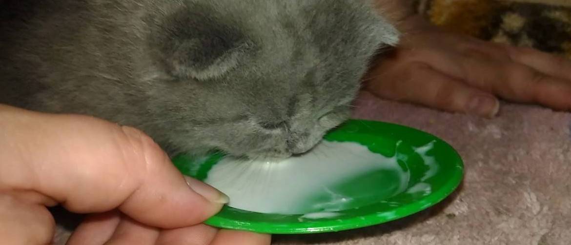 Как научить котенка кушать самостоятельно, когда малыши начинают есть сами из миски?
