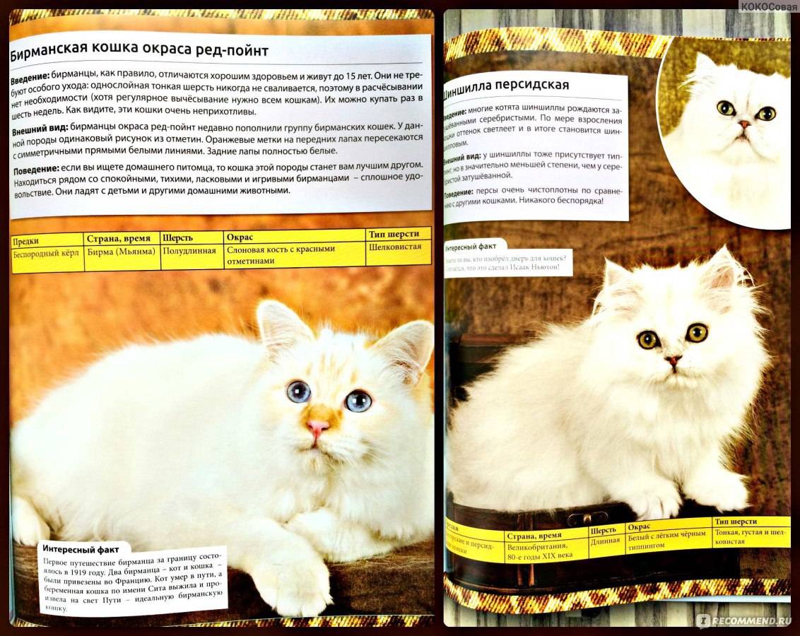 Злая кошка: самые агрессивные породы кошек, фото с описанием