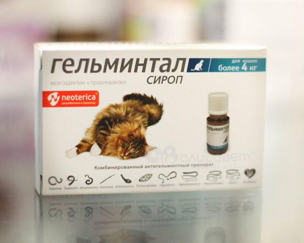 За сколько глистогонить кошку перед прививкой