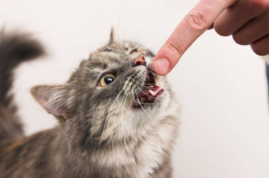 Кот агрессивный - как успокоить и что делать