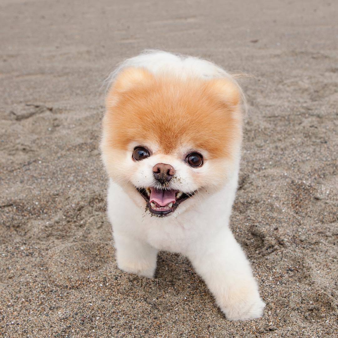 Самые милые породы собак в мире — топ-10 с названием, фото и описанием