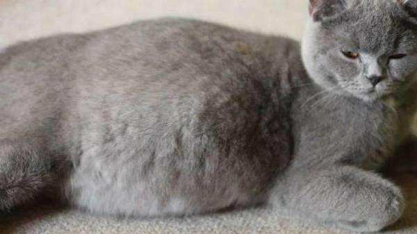Сколько длится беременность у кошек британской породы?