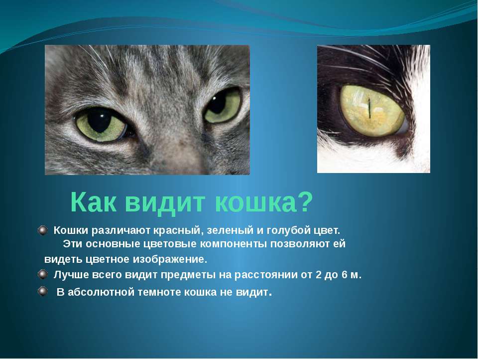 Кошачье зрение: как видит мир ваш кот ≪ scisne?