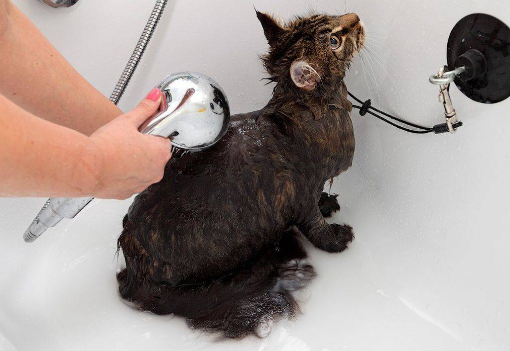Можно ли и нужно ли мыть кошку?