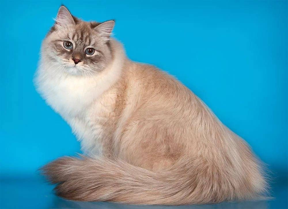 Невская маскарадная кошка: описание породы, особенности котов, характер, фото, правила ухода