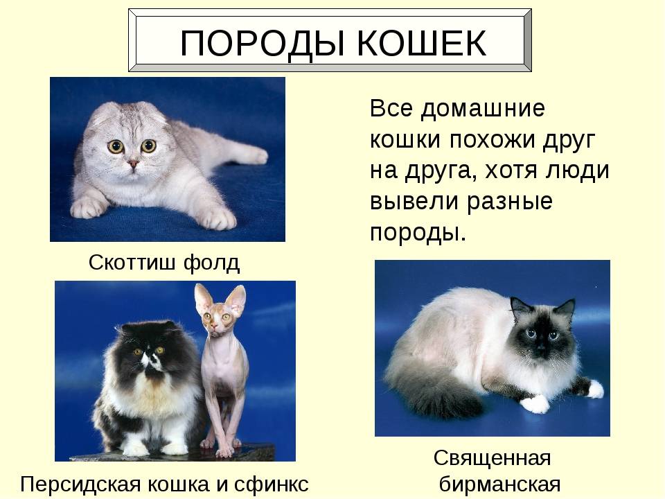 Гипоаллергенные породы кошек. описание, названия, особенности и фото кошек