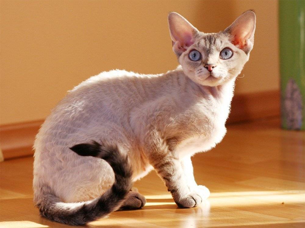 Гипоаллергенные породы кошек и котов по популярности