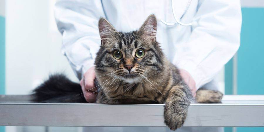 Ринотрахеит у кошек симптомы и лечение. 6 признаков заболевания