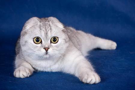 Скоттиш фолд — описание породы, характер и варианты окраса породистых шотландских вислоухих кошек (135 фото)