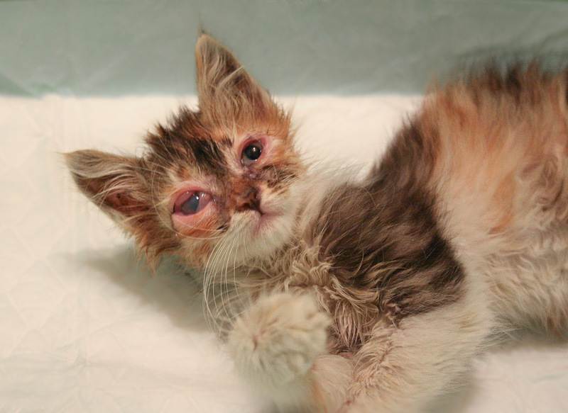 Хламидиоз у кошек: фото, симптомы, лечение и профилактика, опасен ли для человека