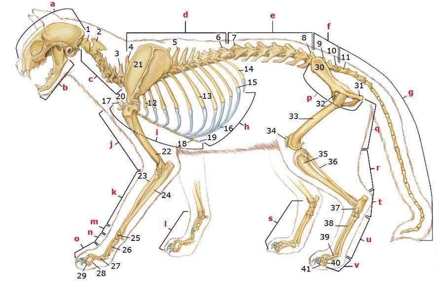 Скелет кошки: подробная анатомия: фото