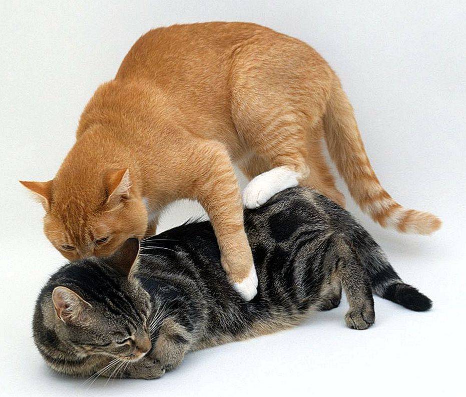 Спаривание кошек и котов: когда и как можно проводить вязку