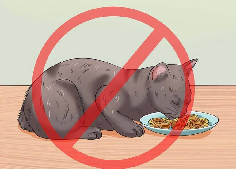 Кот ничего не ест, сильно похудел и ослабел: что делать?