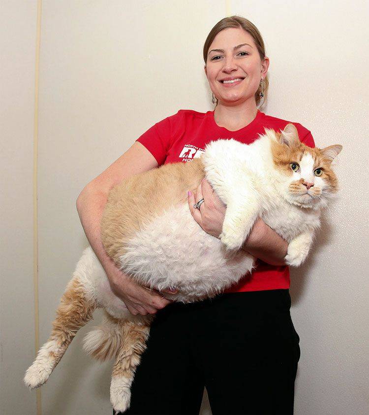 Самая большая порода кошек в мире топ-6