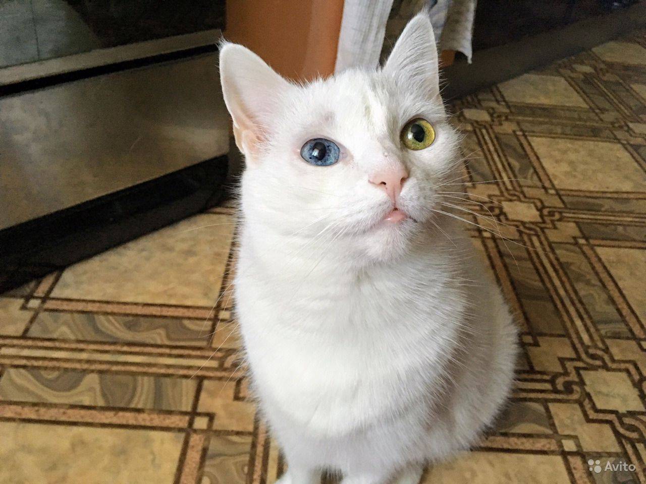 Белые кошки с голубыми глазами