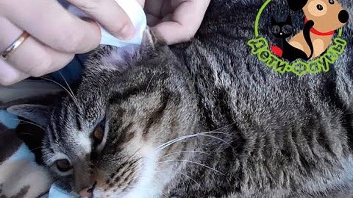 Как и чем чистить уши котенку