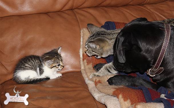 Как подружить кота и котенка: способы примирения питомцев