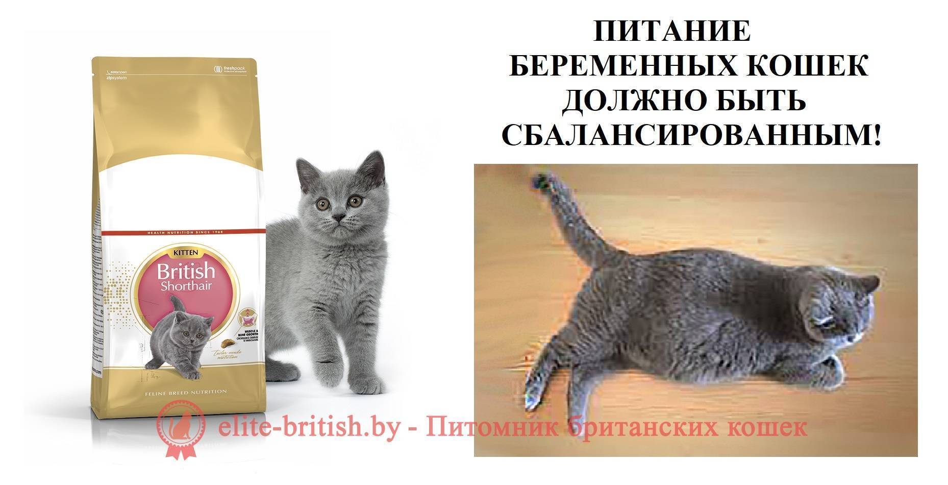 Длительность беременности британской кошки