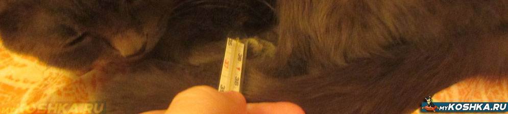 Температура тела кошки – нормальная, повышенная, пониженная, как измерить