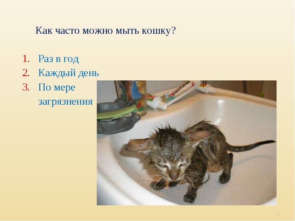 Можно ли мыть котенка: новорожденного, маленького, в 1, 2, 3 месяца, дегтярным, детским или хозяйственным мылом? | любимый питомец