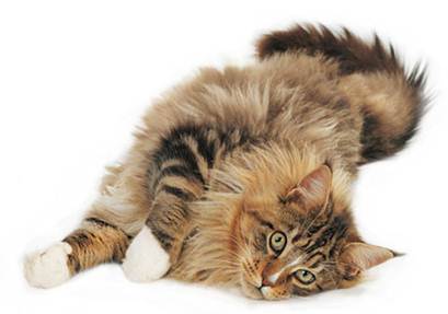 Как в домашних условиях вывести шерсть из желудка у кошки: корма для выведения комков, симптомы проблемы