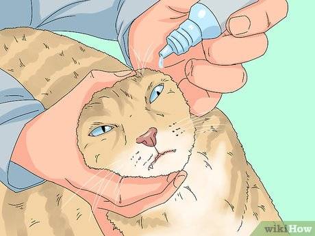 Чем закапать глаза кошке или котенку: обзор лечебных капель против воспалений