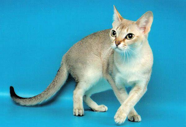 Сингапурская кошка, описание породы, фото, характер, окрас, отзывы, уход, история, здоровье