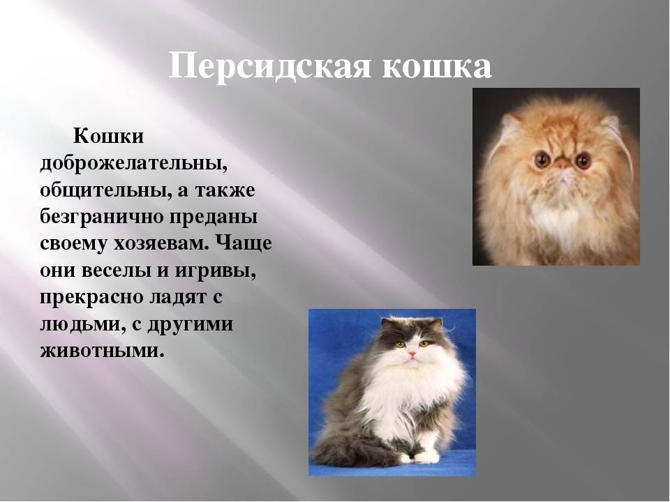 Персидская кошка: описание породы, особенности, характер и уход