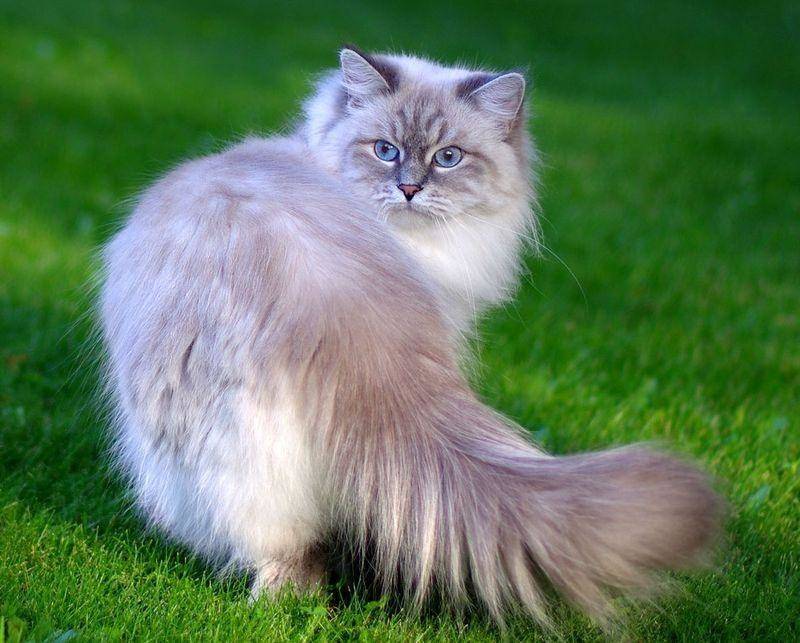 Самые длинношерстные породы кошек – список, описание, фото и видео  - «как и почему»