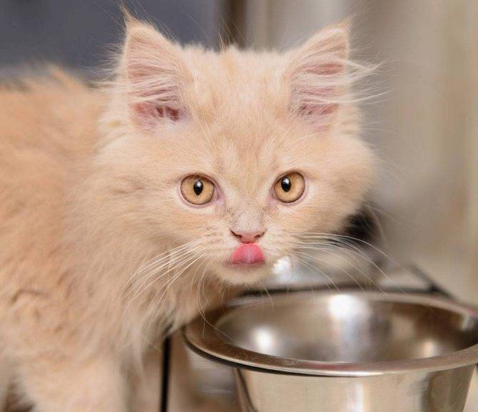 Кошка не пьет воду: что делать?