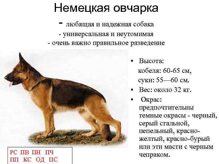 Вес щенка немецкой овчарки по месяцам с подробным описанием
