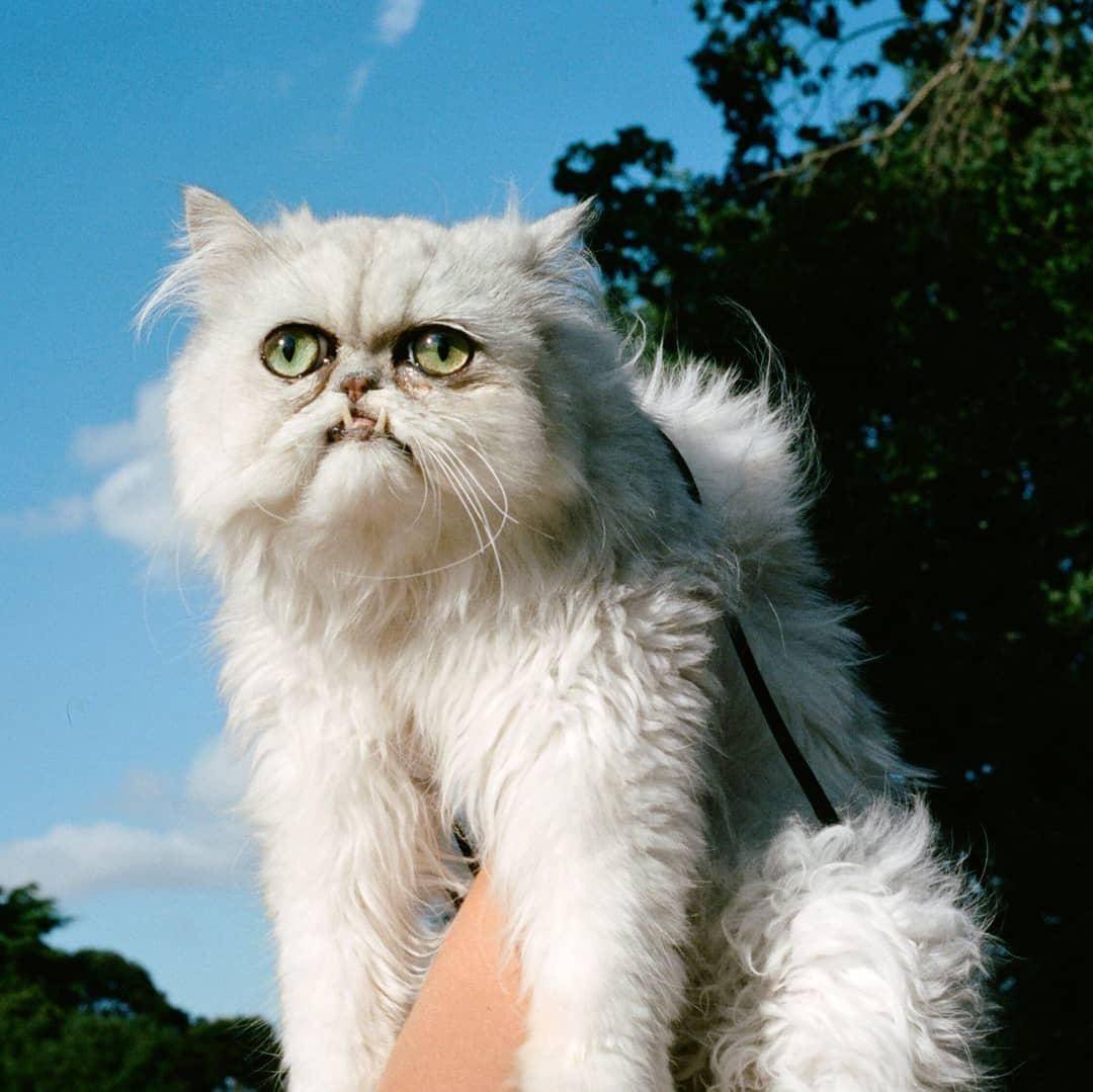 Самые уродливые коты в мире: фото