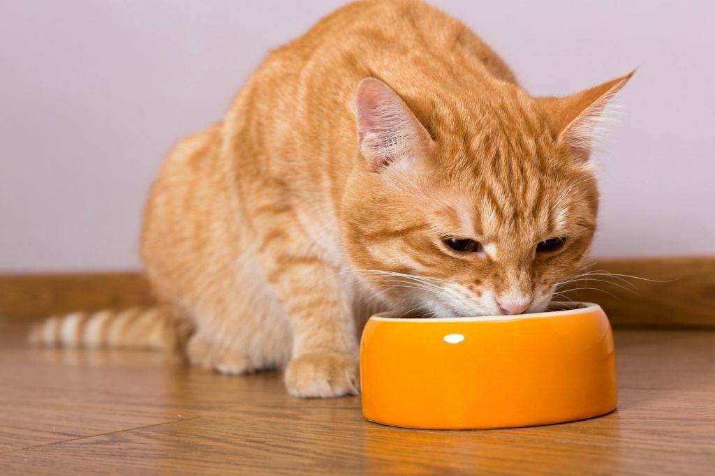 Кошка отказывается от воды и еды