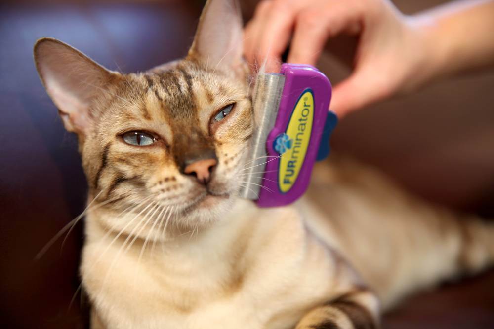 Фурминатор для кошек – благо для хозяина и питомца