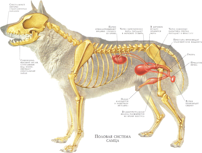Где ели собак. Предстательная железа у кобеля анатомия. Предстательная железа у собак анатомия. Анатомия репродуктивной системы собаки.