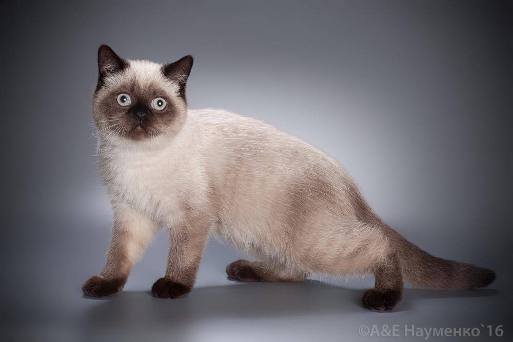 Кошка менуэт (наполеон): описание породы, содержание и уход, особенности разведения