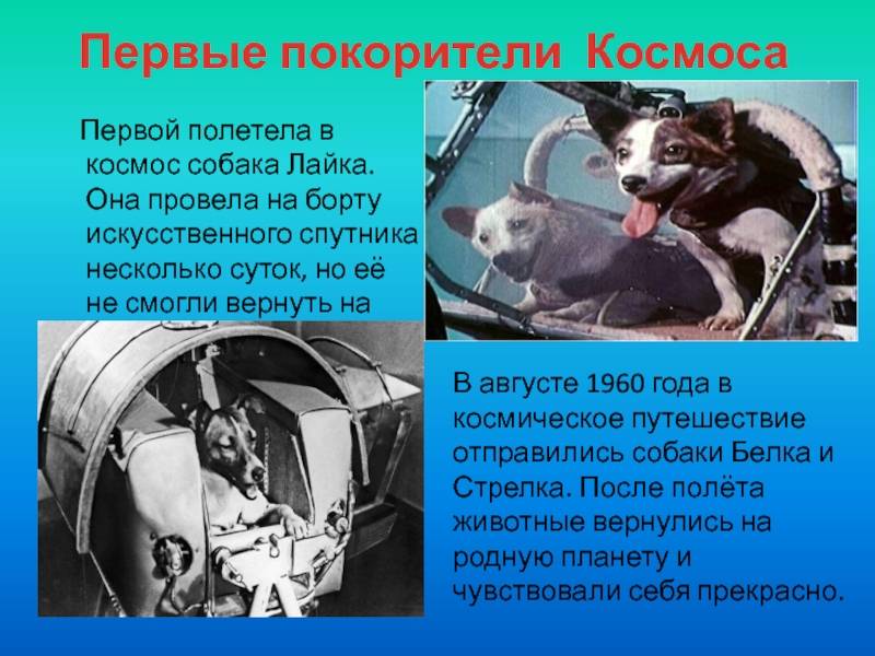 Собаки-космонавты - интересные факты - наука просто