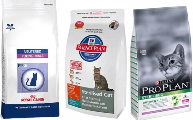 Какие корма для кошек рекомендуют ветеринары: эконом, премиум, холистик классов