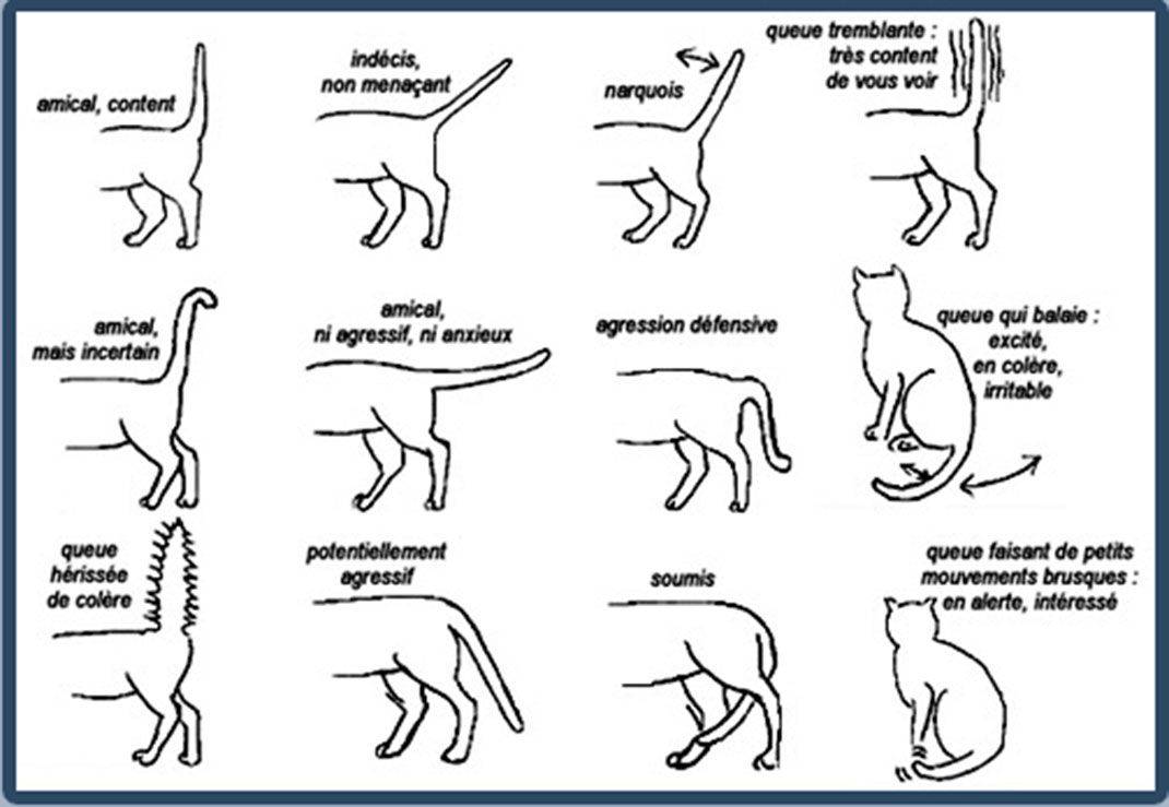 Что значит если кот сидит. Положение хвоста у кошки. Позиции хвоста у кошек. Поведение кота по хвосту. Как понять кошку по хвосту.