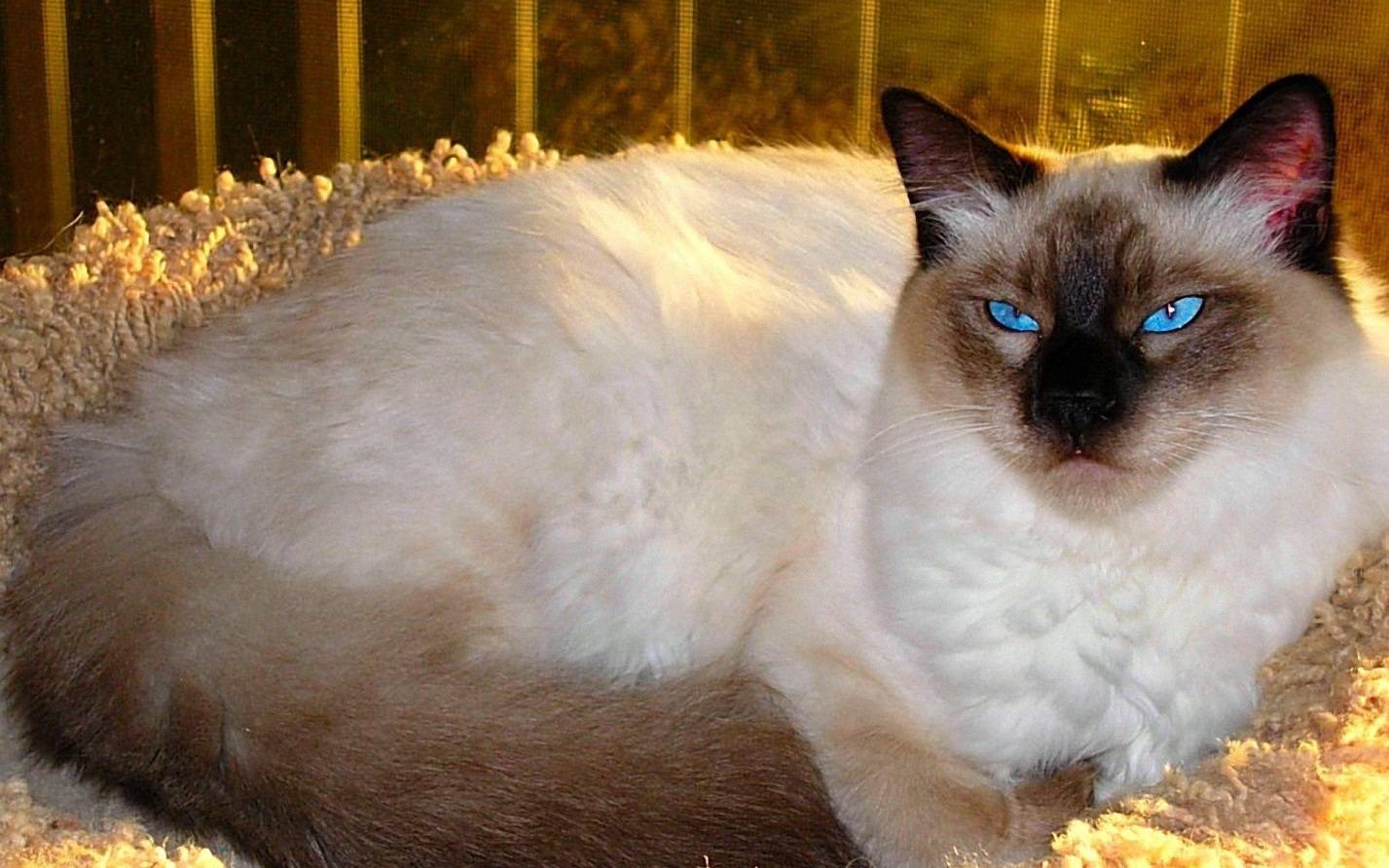 Балинезийская кошка: история и описание породы, внешность и характер - мир кошек