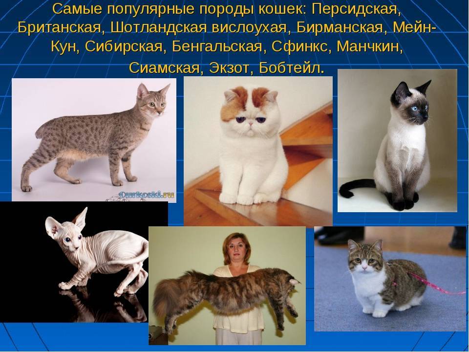 Происхождение кудрявых кошек: наиболее популярные породы и разновидности